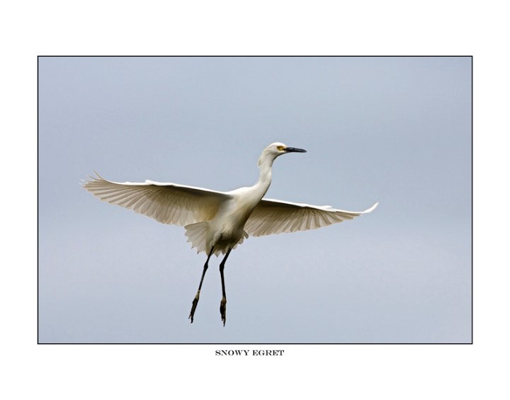 3141 snowy egret .jpg